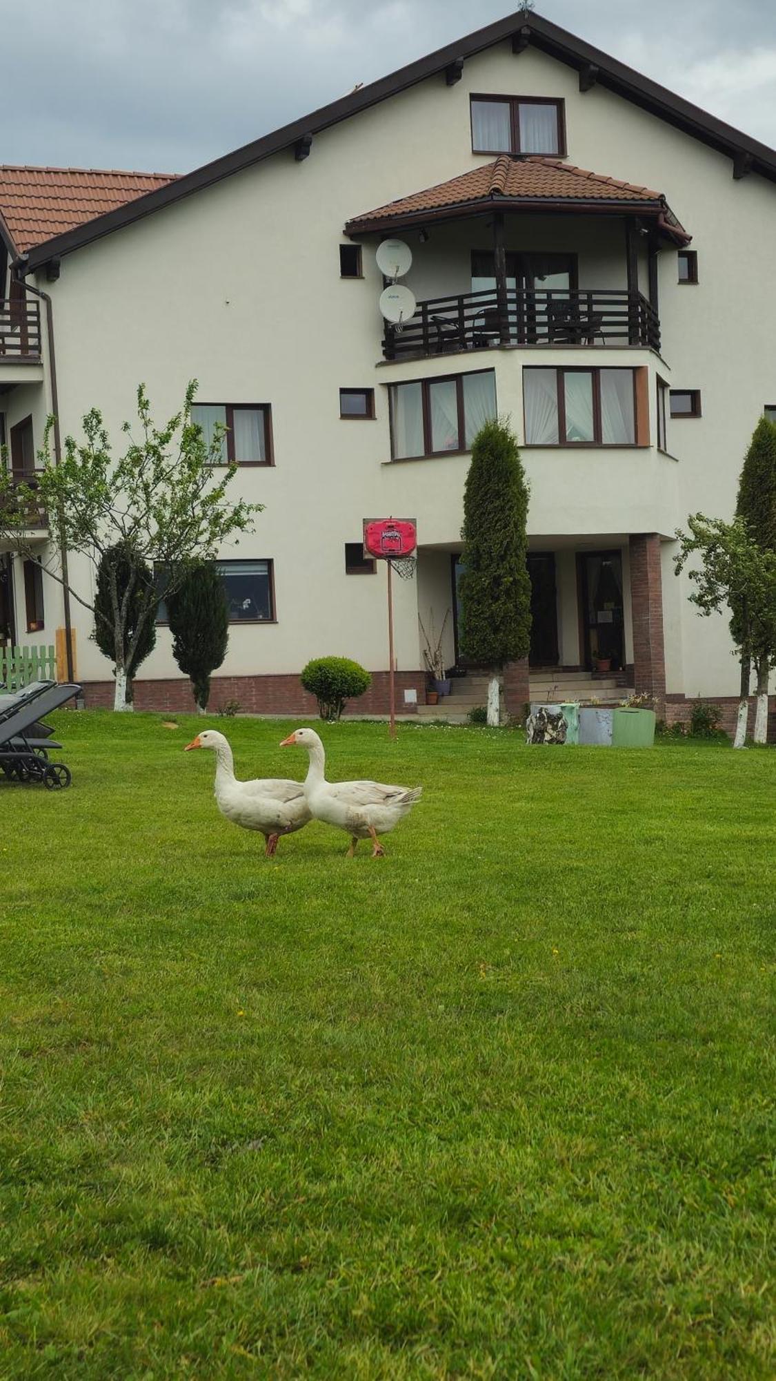 Pensiunea Tabacaru Peştera Esterno foto