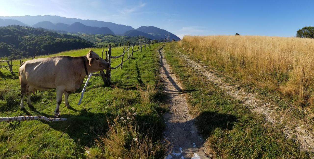 Pensiunea Tabacaru Peştera Esterno foto