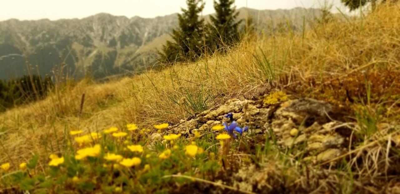 Pensiunea Tabacaru Peştera Esterno foto